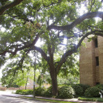 Minimum Soil Volumes for Trees Part 1: Lessons Learned from Municipalities