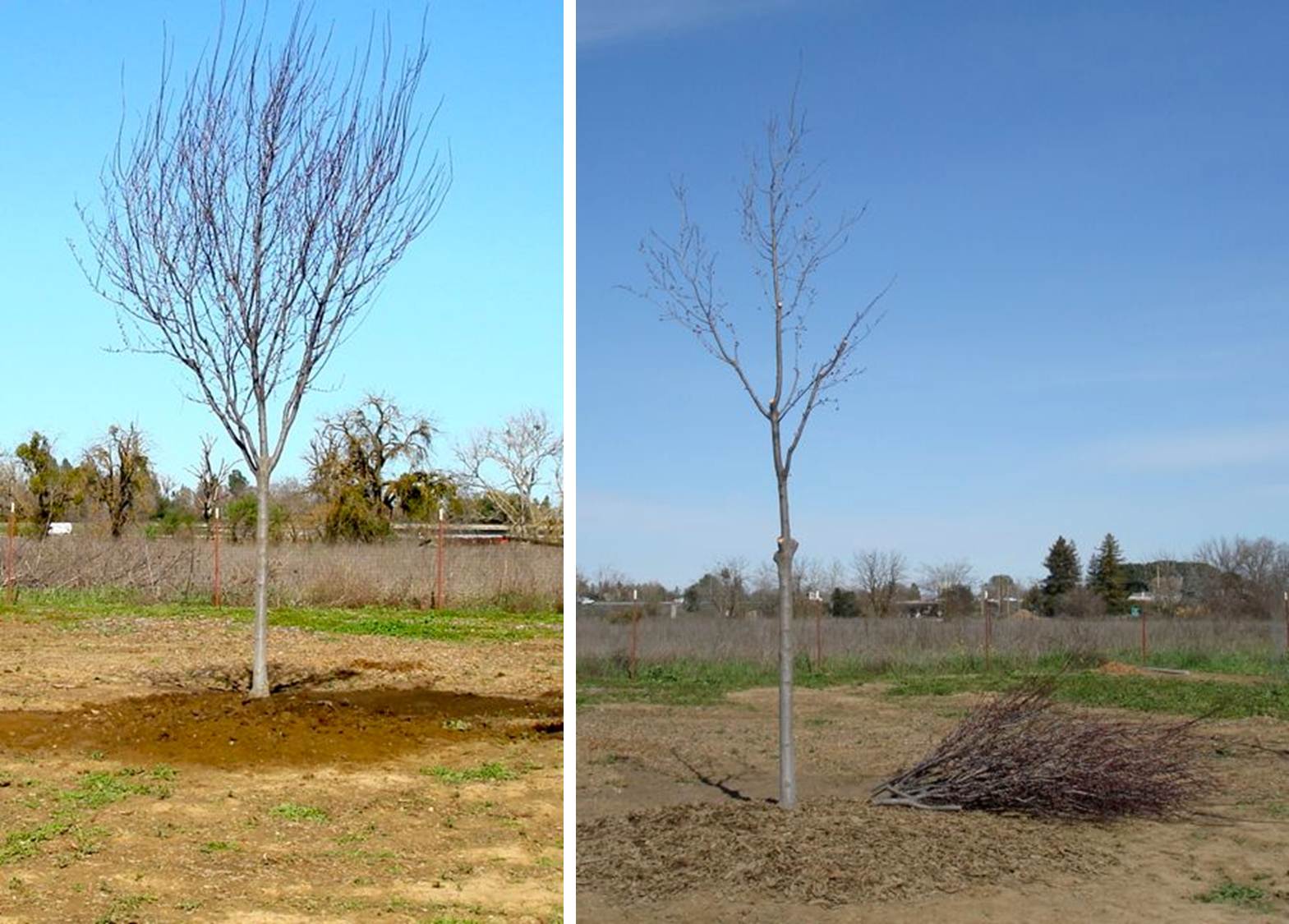 Before and after structural pruning