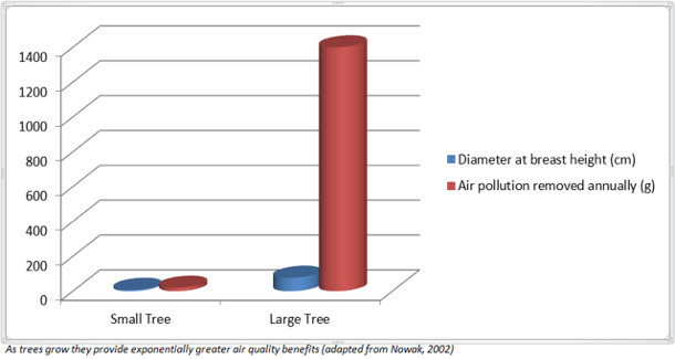 Small Tree versus Large Tree - benefits