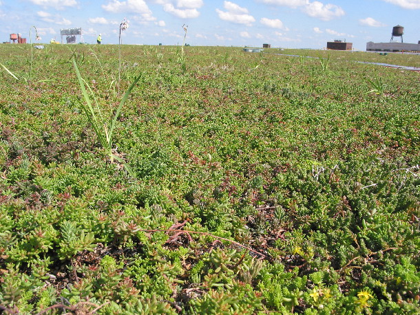 Target Center green roof - close up