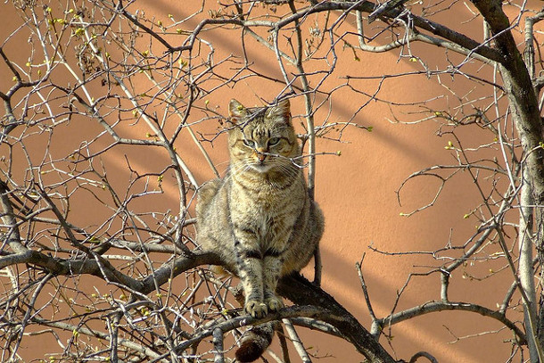 Cat in tree