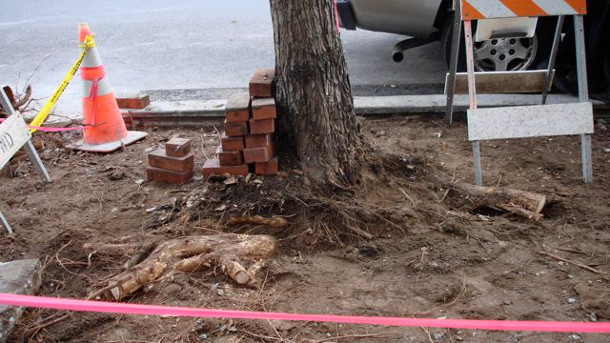 Resolutions of an urban tree - 2