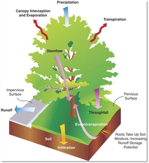 Xiao diagram