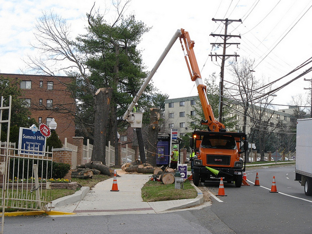 A large tree is taken down in Montgomery County, MD. Flickr credit: dan reed!