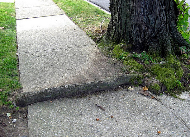 Roots can disturb pavement in their search for pockets of air and water. Flickr credit: elycefeliz