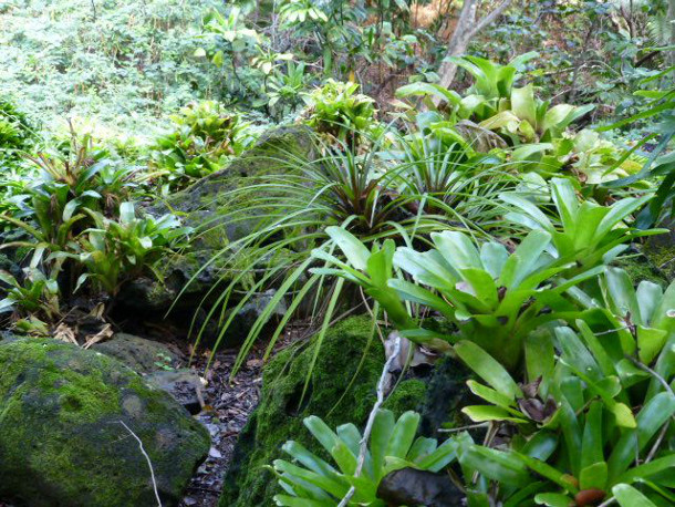 Kauai plants