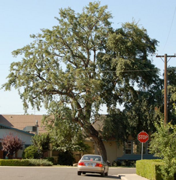 thinned tree