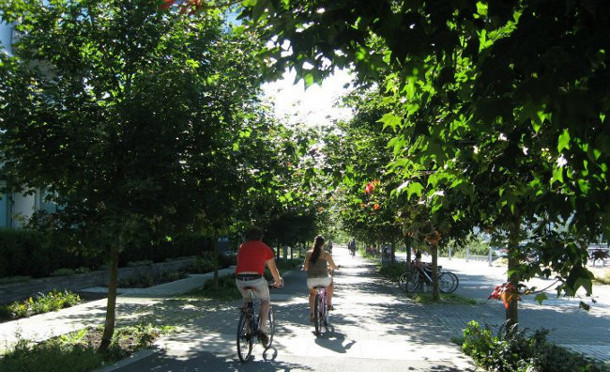Trees at the Vancouver Olympic Village four years after being planted.