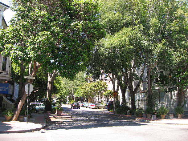 Street Tree-San Francisco-gwarita
