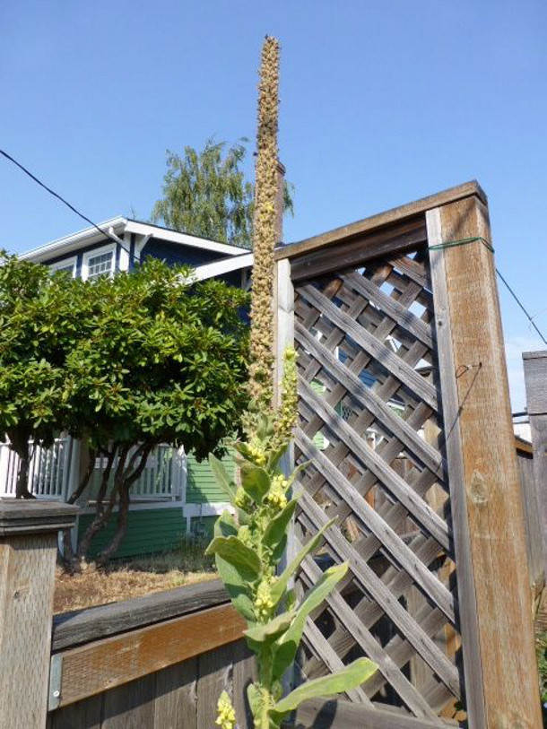 2 mullein