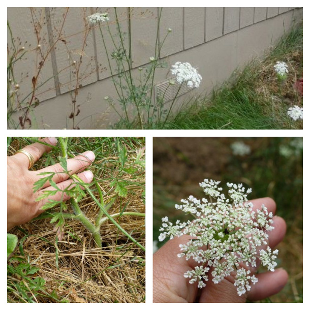 3 wild carrot montage