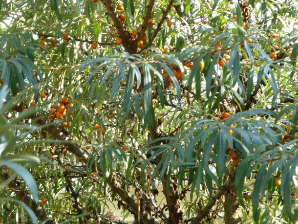 4 sea buckthorn