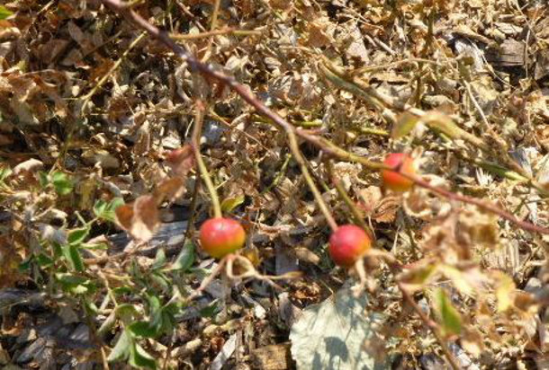 5 rose hips