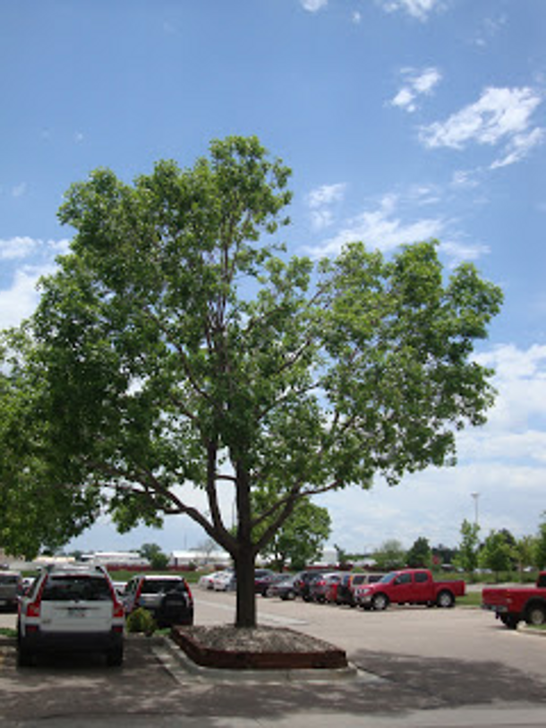 While this ash doesn't look too bad, a few years ago, 12" of rock was dumped on its roots.  It's been declining over time and will likely eventually become mulch.