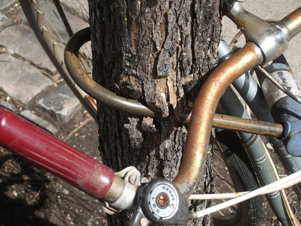 Bike lock girdling tree_Steven Vance