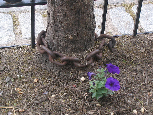Chained street tree_shellipsm