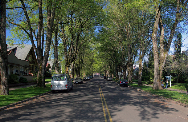 Street trees in Portland, OR. Flick credit: Joel Mann