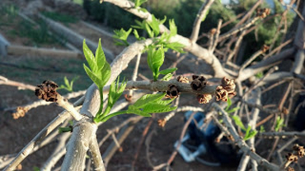 Many ash trees' terminal buds froze; adventitious buds pushed leaf growth.