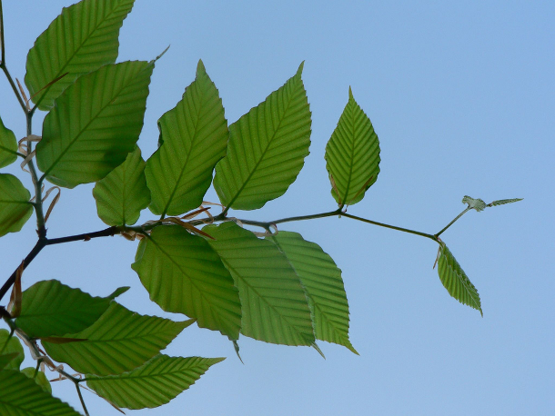 New growth on a beech tree. Credit: crowdive