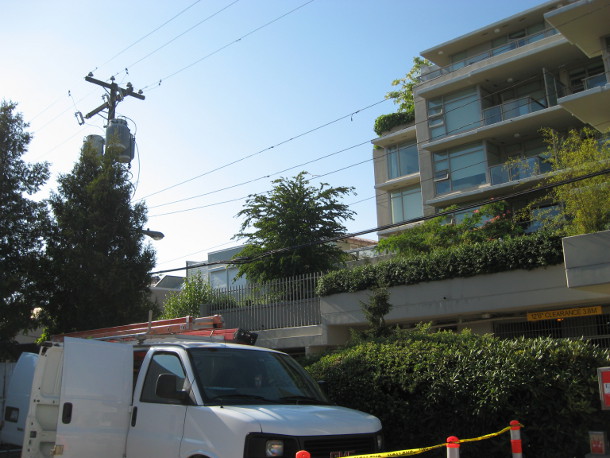 First avenue rooftop soil cell tree in 2013