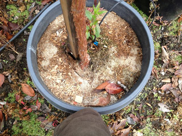 The crack in the soil to the left of the trunk indicates a probable circling or diving root at this location