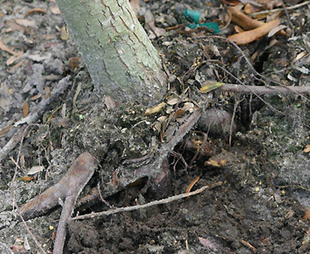 Girdling root