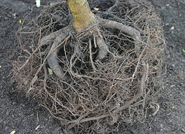 How to prune diving roots