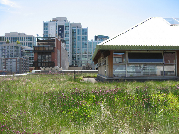 toronto-expands-green-roof-incentive-program-deeproot-blog