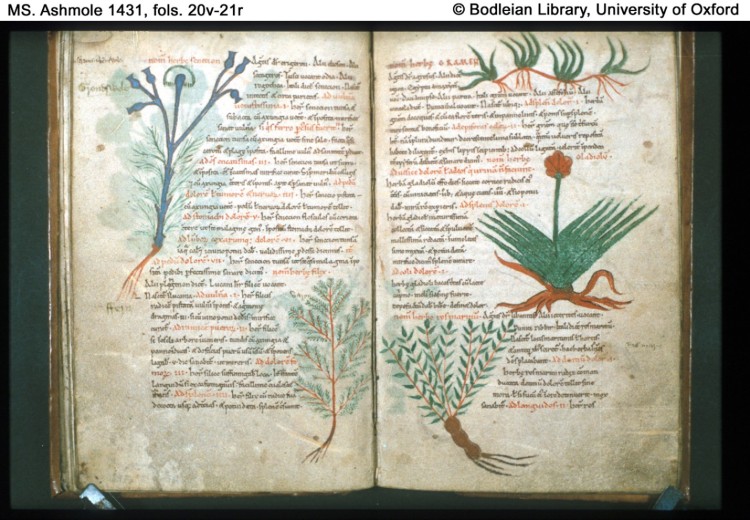 Excerpt from a book of plant drawings from St. Augustine's Abbey in Canterbury (Image from blog.metmuseum.org)