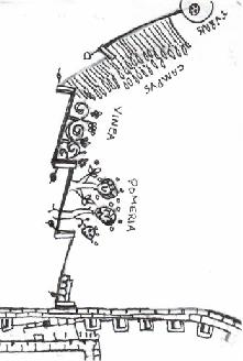 Close-up of the orchards and vineyard at the gardens at Canterbury (Image from http://wyrtig.com/EarlyGardens/British/EarlyBritishGardens/MonasteryGardens/Canterbury/Canterbury1165.htm)