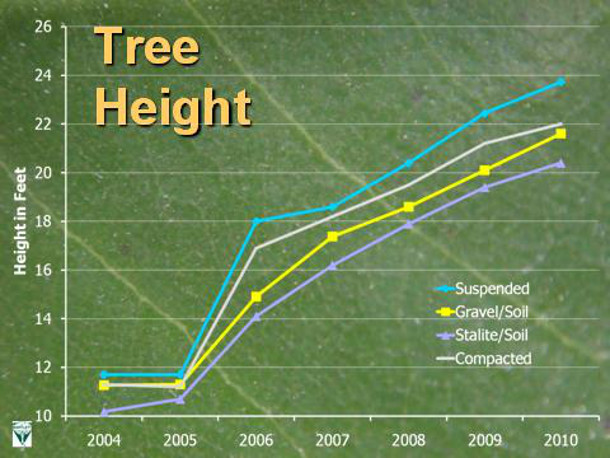 Trees growing in suspended pavement outperform those in other growing media in height. Credit: E. Tom Smiley