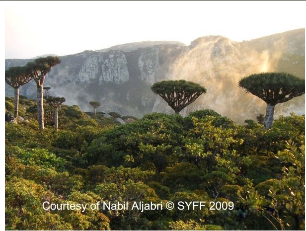 Winning photo in a 2009 competition for the best photograph depicting Yemen’s natural beauty. Image from syff.org