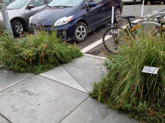 Diagonal grooves on the Florida Street sidewalk channel water to the tree wells rather than the curb.