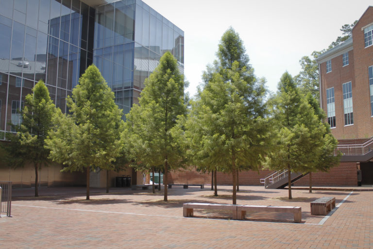 New Guideline Specifications for Nursery Tree Quality from the Urban Tree Foundation DeepRoot Blog