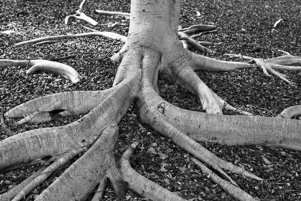 How Wide Do Tree Roots Spread? | DeepRoot Blog