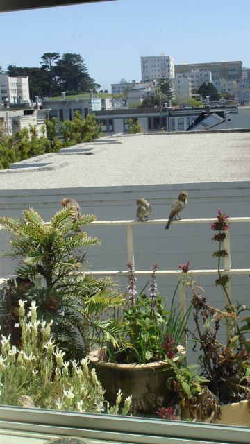 3 House finches 2