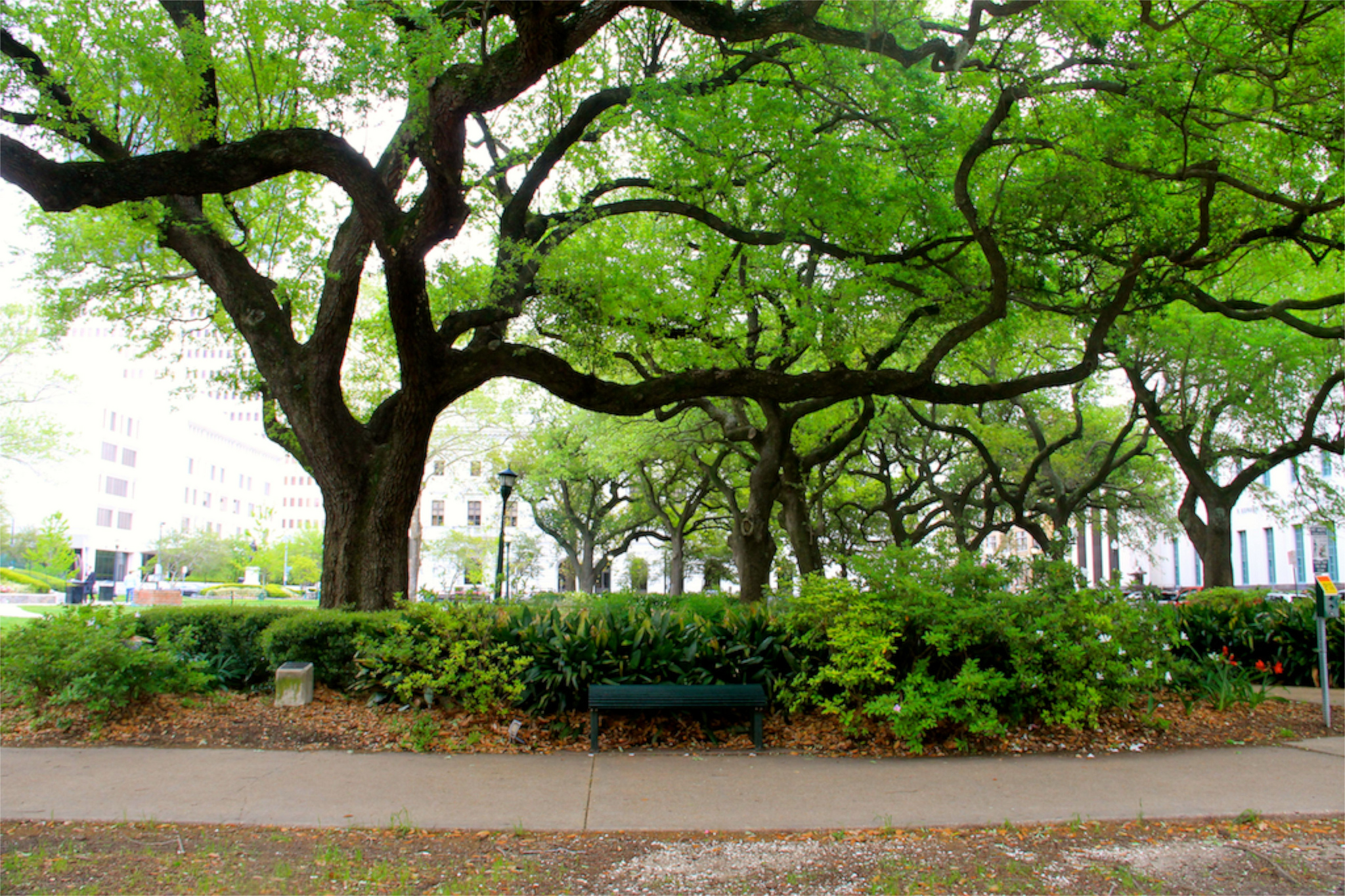 Tree on St. Charles Street in New Orleans, LA