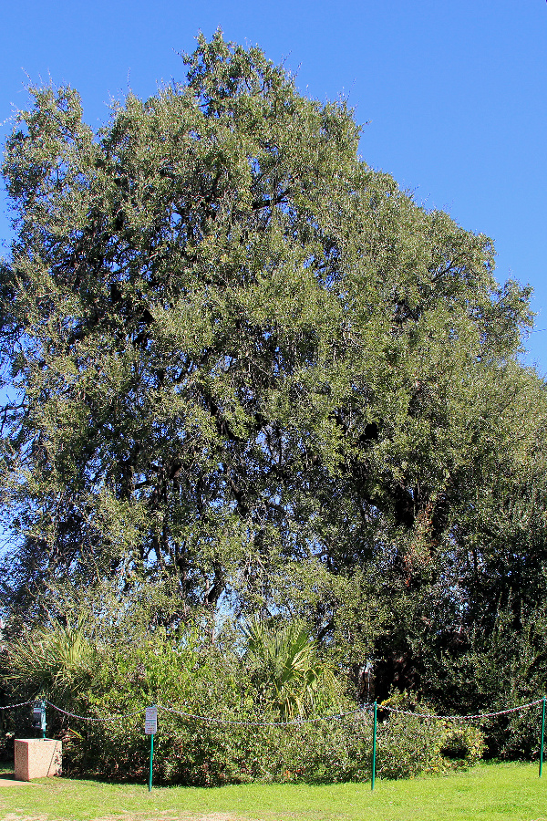 Austin's Treaty Oak. Image by Larry D. Moore.