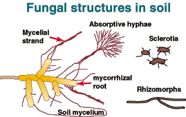 Brundrett 1996 (mycorrhizas.org)