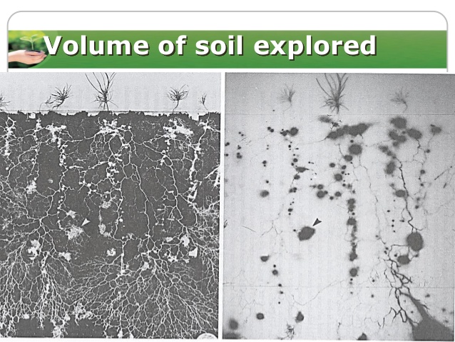 Mycorrhizae Soil Volumes colonized: Buckingham Nurseries UK (Root Grow)