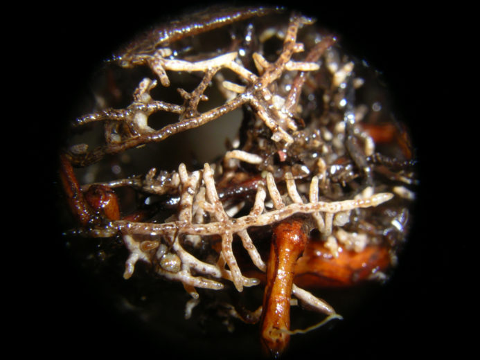 Mycorrhizae_Julia Maddison