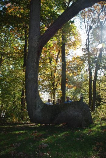 685px-Trail_Marker_Tree_in_White_County,_IN_known_as_'Grandfather'