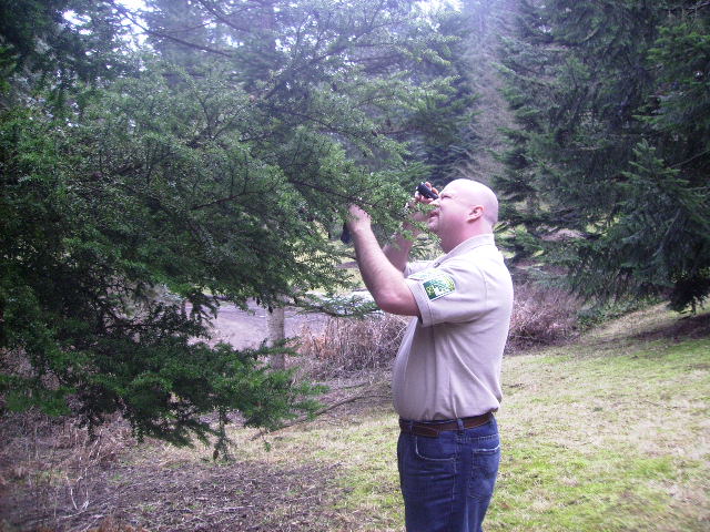 ISA Certified Arborist examining a Japanese Hemlock at Hoyt Arboretum in Portland, Oregon. Photo from Wikipedia.