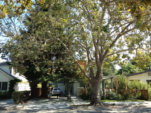 Homeownership affects the care that urban trees receive
