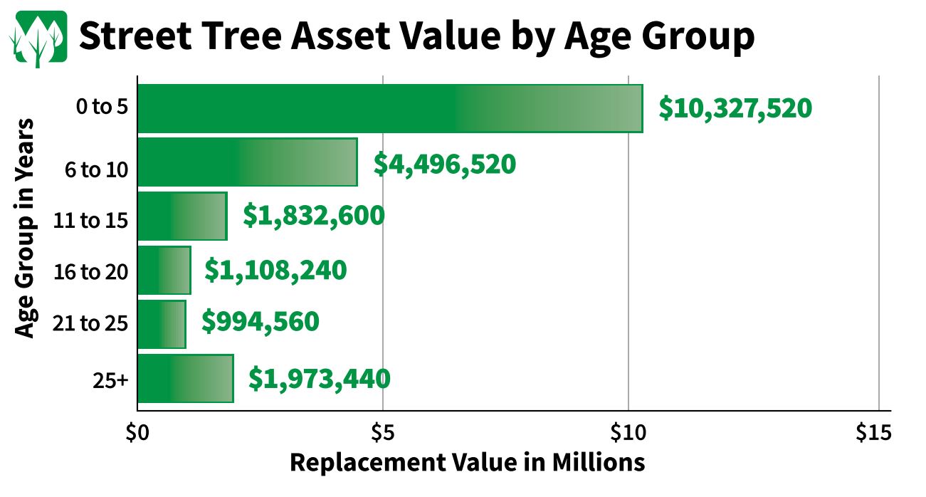 Street Tree Asset Value by age group