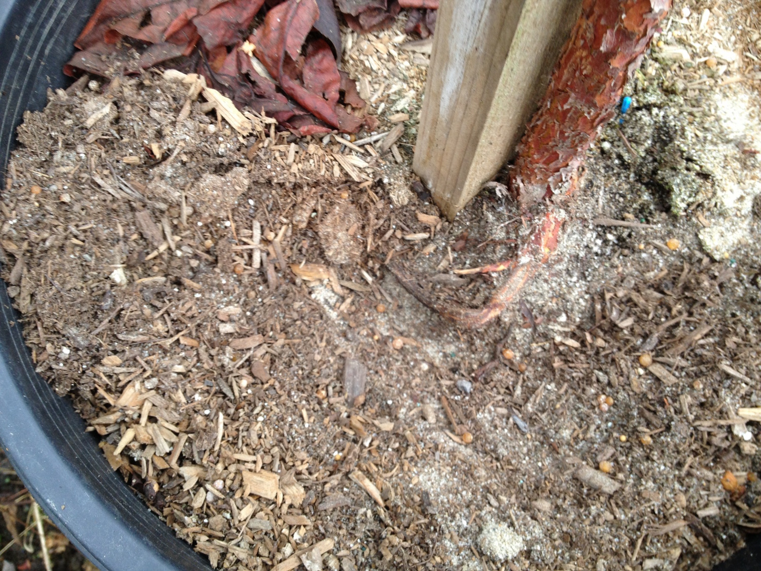 A 15-gallon tree with roots that were not corrected in the liner pot