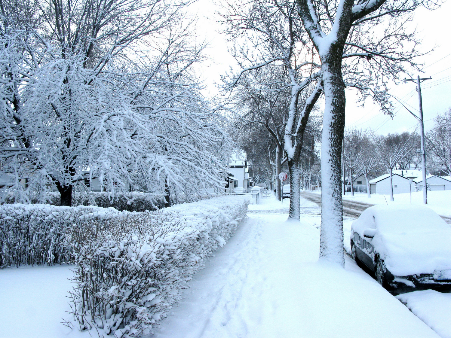 Trees provide energy savings even in winter