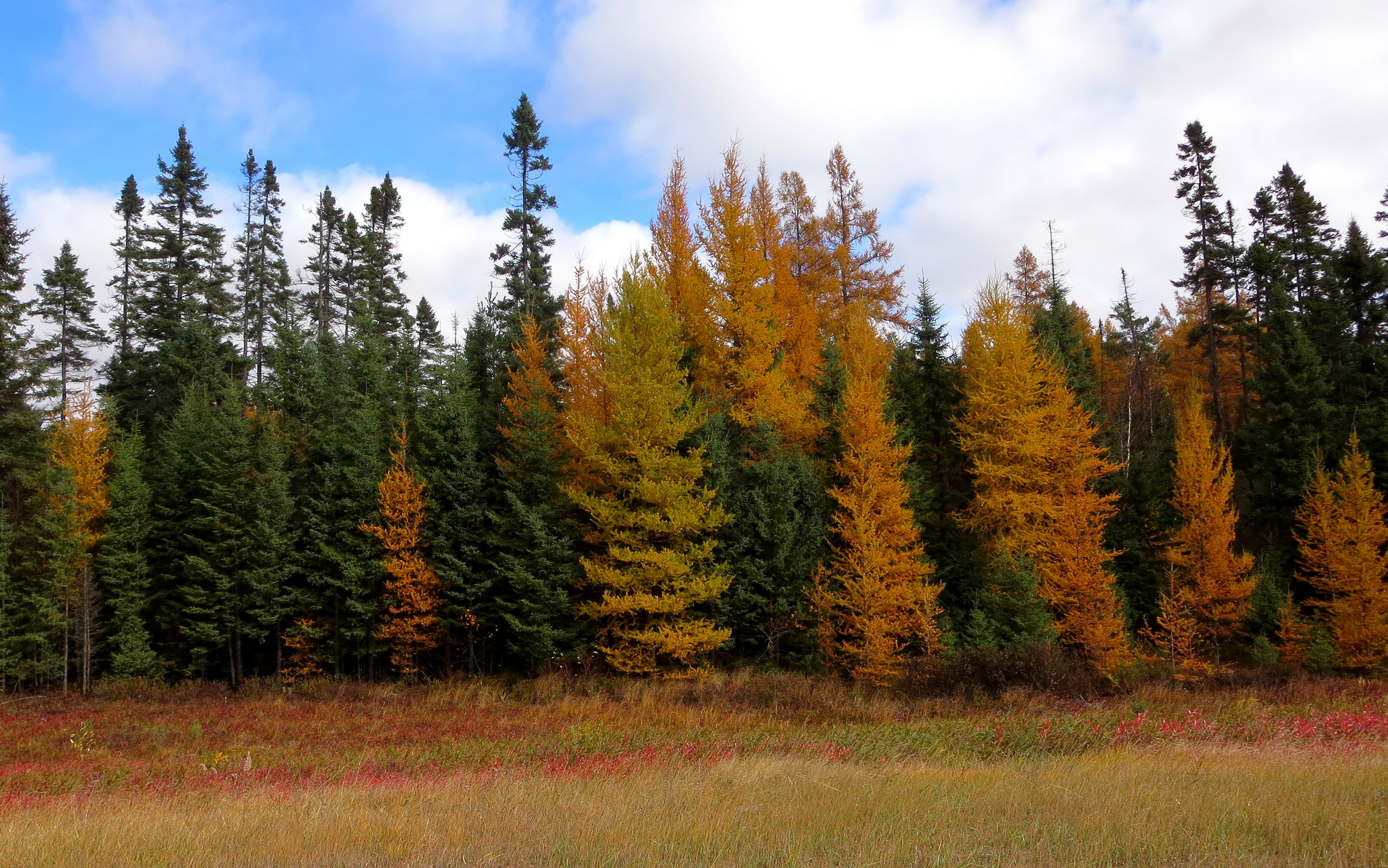 Larix laricina fall color, image Ann Fisher (a href="https://creativecommons.org/licenses/by-nc-nd/2.0/")(CC BY-NC-ND 2.0)