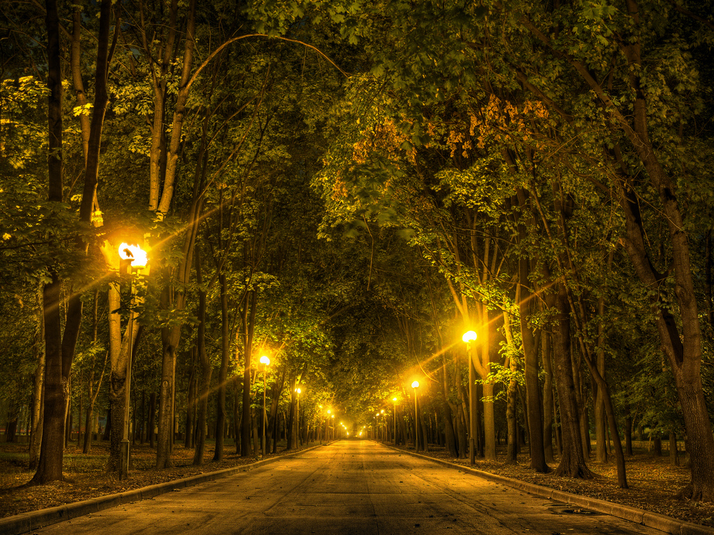 Hit the Lights! Light Pollution's Negative Impact on Urban Trees