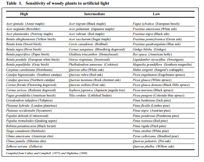 Hit the Lights! Light Pollution’s Negative Impact on Urban Trees DeepRoot Blog
